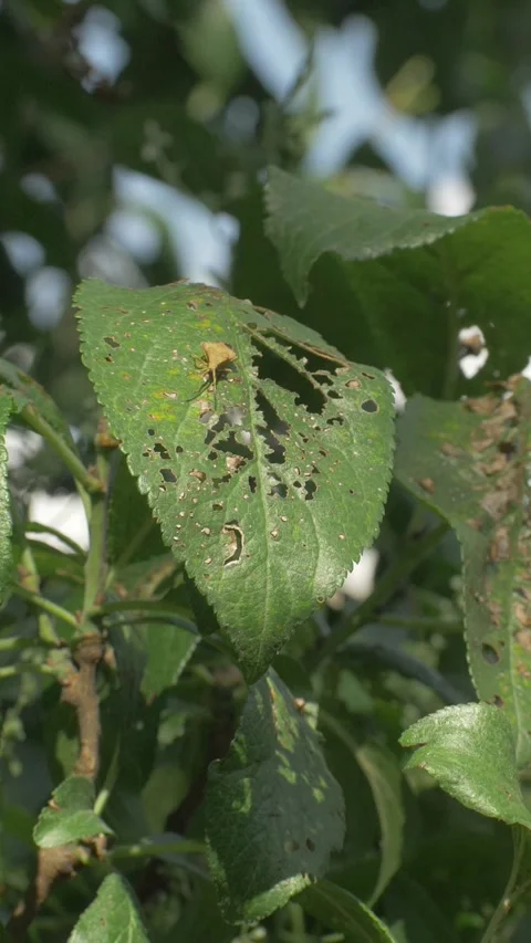 Visible holes on plum leaf indicate pest infestation Stock Footage 313734523