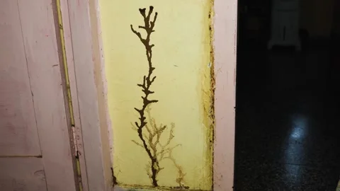 Visible Termite Trail On Damaged Wall Showing Signs Of Wood Pest Infestation Stock Footage 344511214