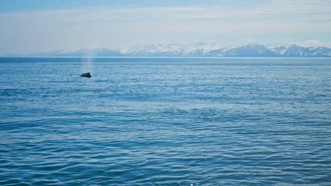 A visible whale in the cold Icelandic ocean as it breaks the surface. Stock Footage 293635444