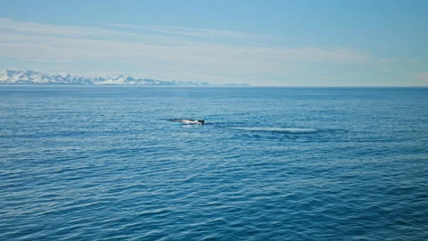 A visible whale in the cold Icelandic ocean as it breaks the surface. Stock Footage 293635704