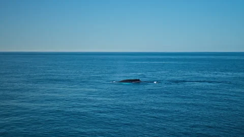 A visible whale in the cold Icelandic ocean as it breaks the surface. Stock Footage 293635772