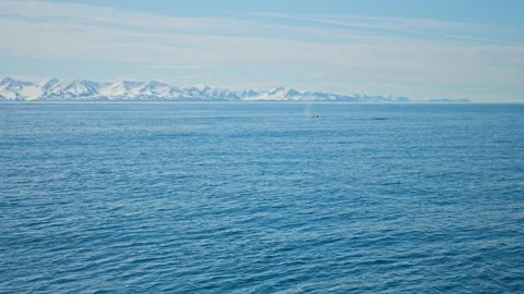 A visible whale in the cold Icelandic ocean as it breaks the surface. Stock Footage 293635814