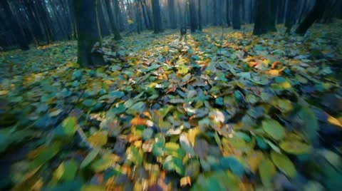 Vision of animal in forest Stock Footage 11073383