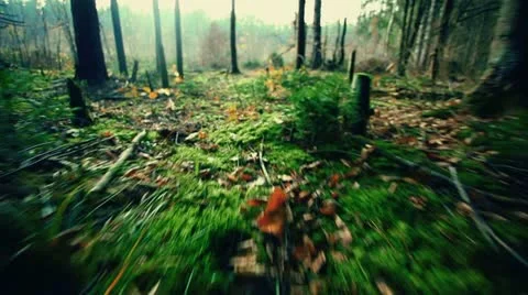 Vision of animal in forest Stock Footage 11073388