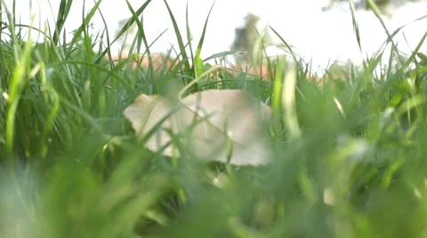 Vision of blurred  leaf in a windy day at park Stock-Footage 55667352