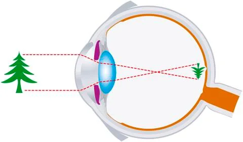 Vision, eyeball, optics, lens system Stock Illustration