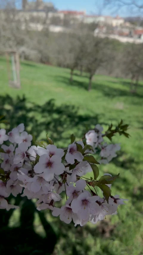 Visit beautiful cherry blossoms in Pragues parks during springtime magic 库存影片 337369285