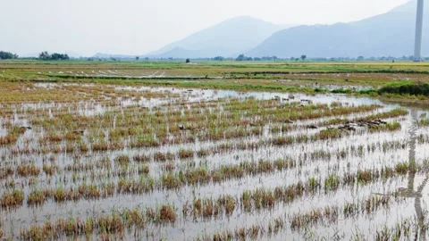 Visit Dam Nai Wind Farm in Ninh Thuan Vietnam. Observe the rice fields and wind Stock Footage 338372472