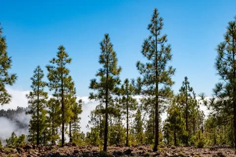 Visit of Mount Teide volcano national park in winter, clouds and fog, view .. Stock Photos