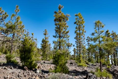 Visit of Mount Teide volcano national park in winter, clouds and fog, view .. Stock Photos