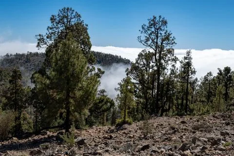 Visit of Mount Teide volcano national park in winter, clouds and fog, view .. Stock Photos