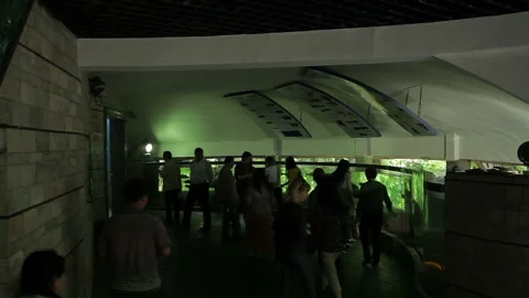 Visit the Shanghai Zoo. Stock Footage 102537181