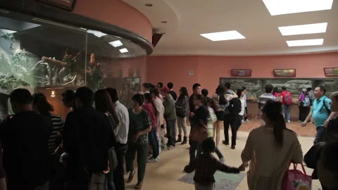 Visit the Shanghai Zoo. Stock Footage 102537590