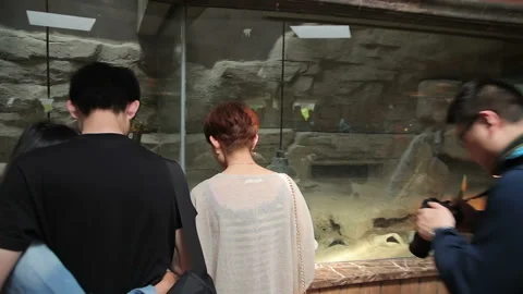 Visit the Shanghai Zoo. Stock Footage 102537804
