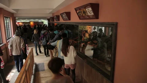Visit the Shanghai Zoo. Видео 102537904