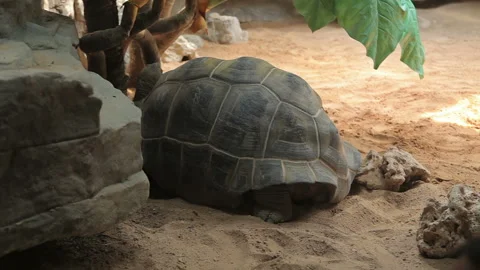 Visit the Shanghai Zoo. Stock Footage 102538239