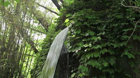 Visit the Shanghai Zoo. Stock Footage 102538919