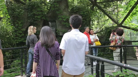 Visit the Shanghai Zoo. Stock Footage 102539402