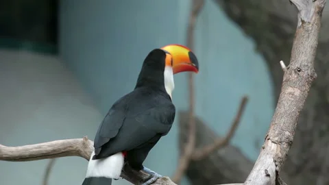 Visit the Shanghai Zoo. Stock Footage 102539997