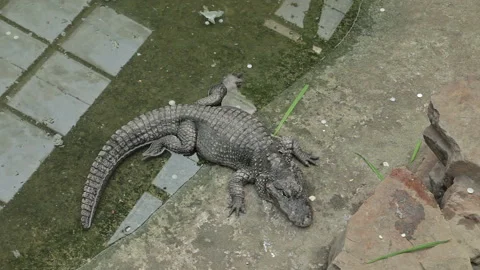 Visit the Shanghai Zoo. Stock Footage 102541086