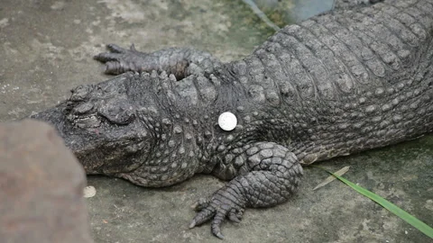 Visit the Shanghai Zoo. Stockbeeldmateriaal 102541820