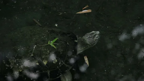 Visit the Shanghai Zoo. Stock Footage 102542261