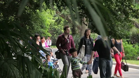 Visit the Shanghai Zoo. Stock Footage 102543312