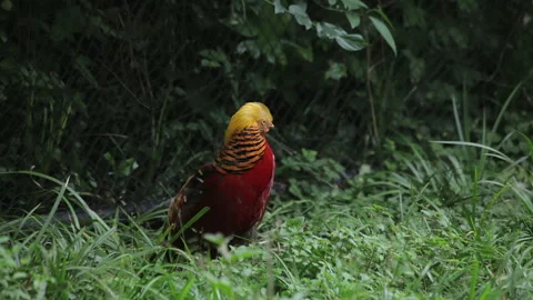 Visit the Shanghai Zoo. Stock Footage 102548475