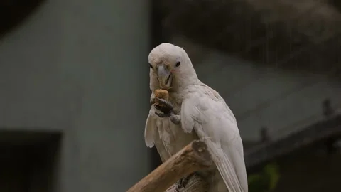 Visit the Shanghai Zoo. Stock Footage 102549721