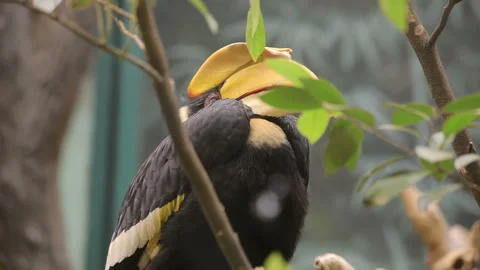 Visit the Shanghai Zoo. Stock Footage 102549966