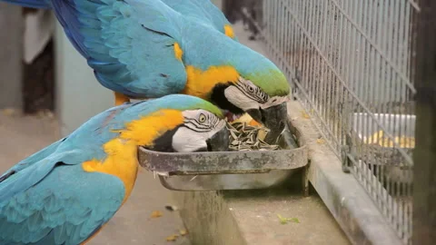 Visit the Shanghai Zoo. Stock Footage 102550337