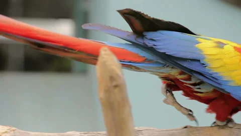 Visit the Shanghai Zoo. Stockbeeldmateriaal 102550710