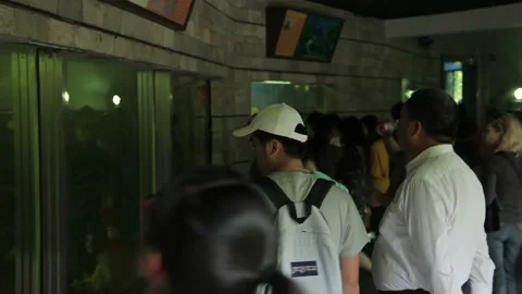 Visit the Shanghai Zoo. Stock Footage 102560798