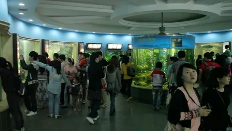Visit the Shanghai Zoo. Stock Footage 102561193
