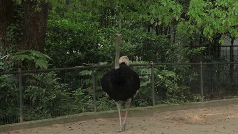 Visit the Shanghai Zoo. Stock Footage 102564207