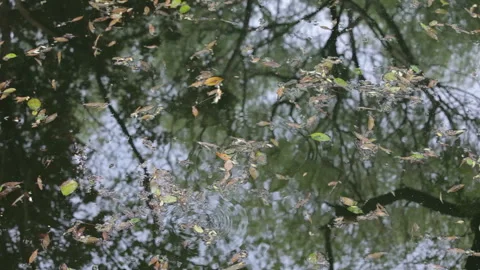 Visit the Shanghai Zoo. Stock Footage 102571279