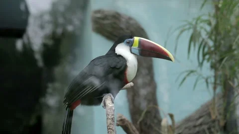 Visit the Shanghai Zoo. Stock Footage 102579053