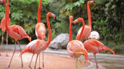 Visit the Shanghai Zoo. Stock Footage 102580842