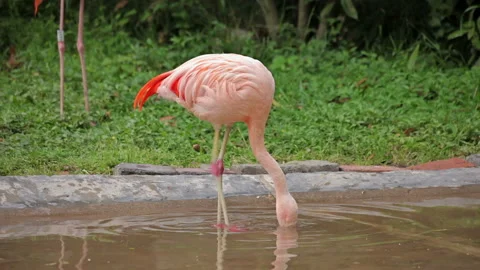 Visit the Shanghai Zoo. Stockbeeldmateriaal 102583949
