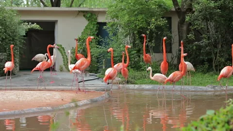Visit the Shanghai Zoo. Vídeo Stock 102585069