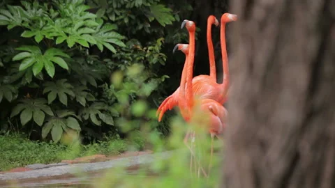Visit the Shanghai Zoo. Stock Footage 102585796