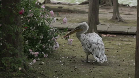 Visit the Shanghai Zoo. Stock Footage 102587549