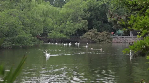 Visit the Shanghai Zoo. Stock Footage 102589260