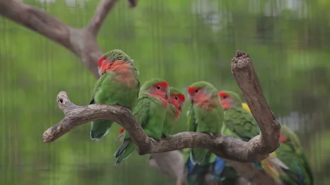 Visit the Shanghai Zoo. Stock Footage 102590642