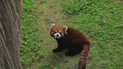 Visit the Shanghai Zoo. Stock Footage 102591866