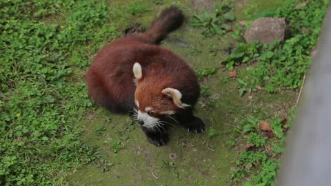 Visit the Shanghai Zoo. Stock Footage 102593576