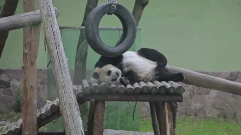 Visit the Shanghai Zoo. Stock Footage 102594902