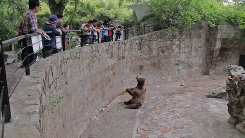 Visit the Shanghai Zoo. Stock Footage 102596483