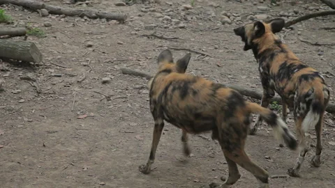 Visit the Shanghai Zoo. Stock Footage 102600553