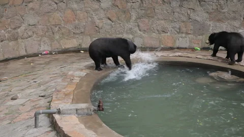 Visit the Shanghai Zoo. Stock Footage 102610016